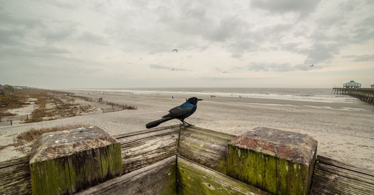 A bird perches on a wooden railing with Folly Beach and pier in the background.