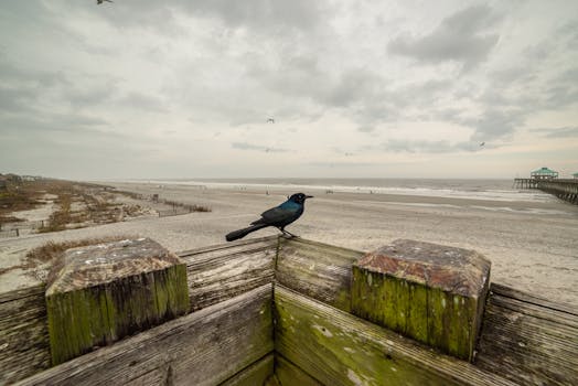 A bird perches on a wooden railing with Folly Beach and pier in the background.