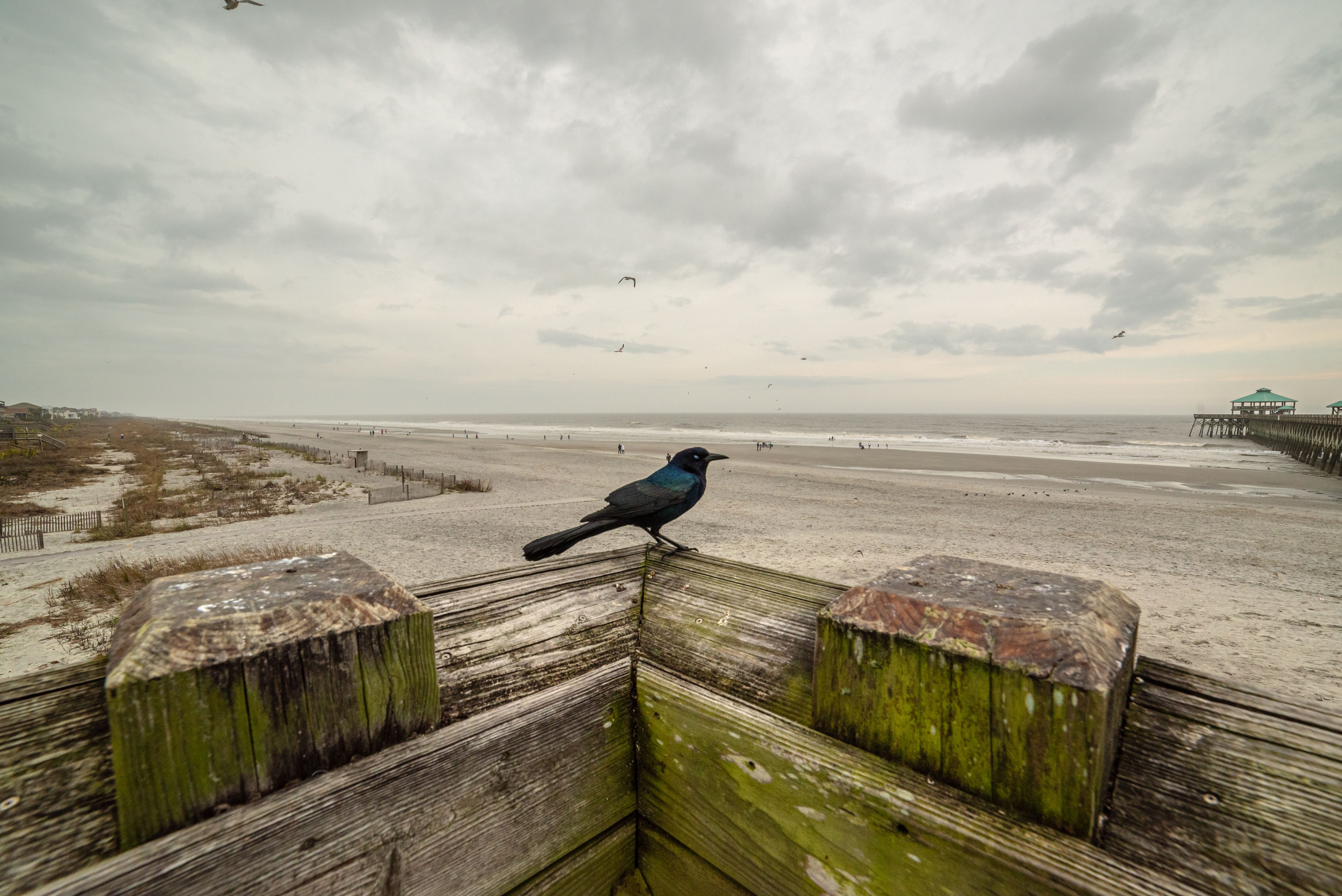 Folly Beach Pier Tide Photos, Download The BEST Free Folly Beach Pier
