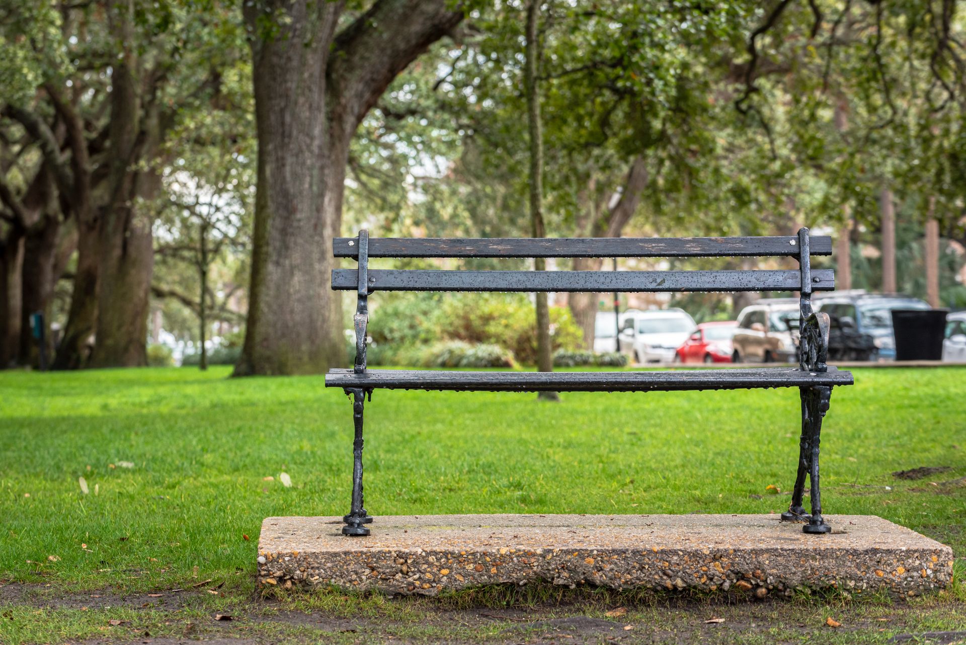 Peaceful park bench surrounded by lush greenery in Charleston, South Carolina.