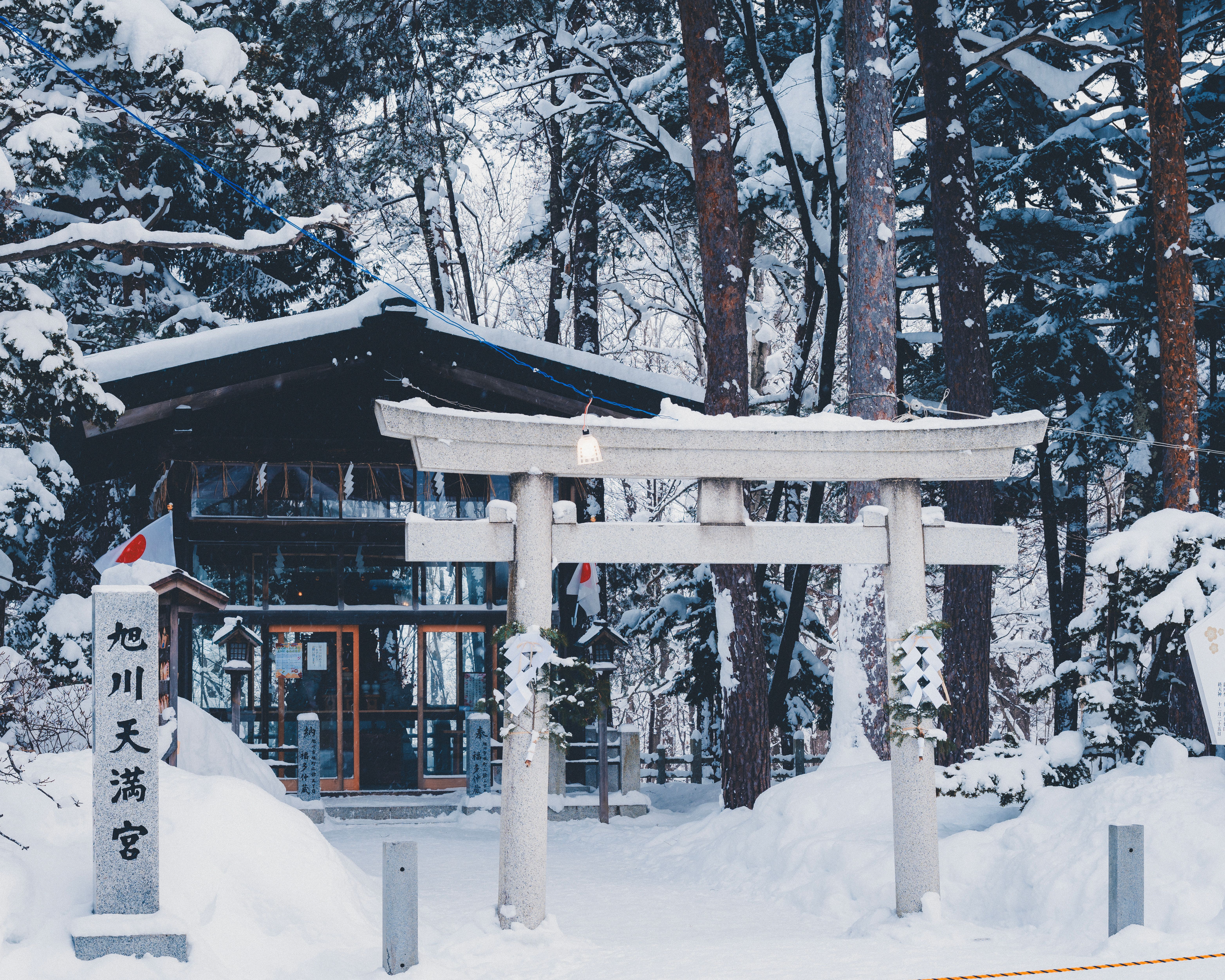 Snow-covered torii gate surrounded by pines