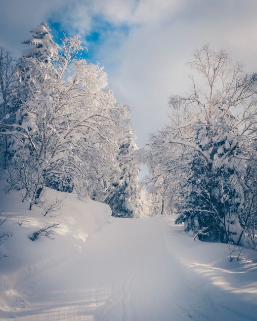 A tranquil winter scene with snow-covered trees and a forest path under a blue sky.