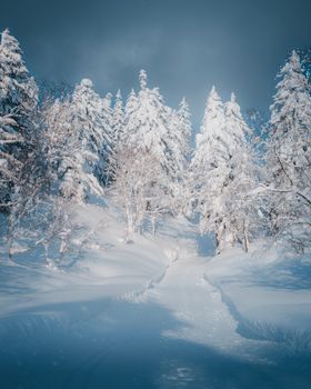 A serene winter scene with snow-covered trees and a winding path.