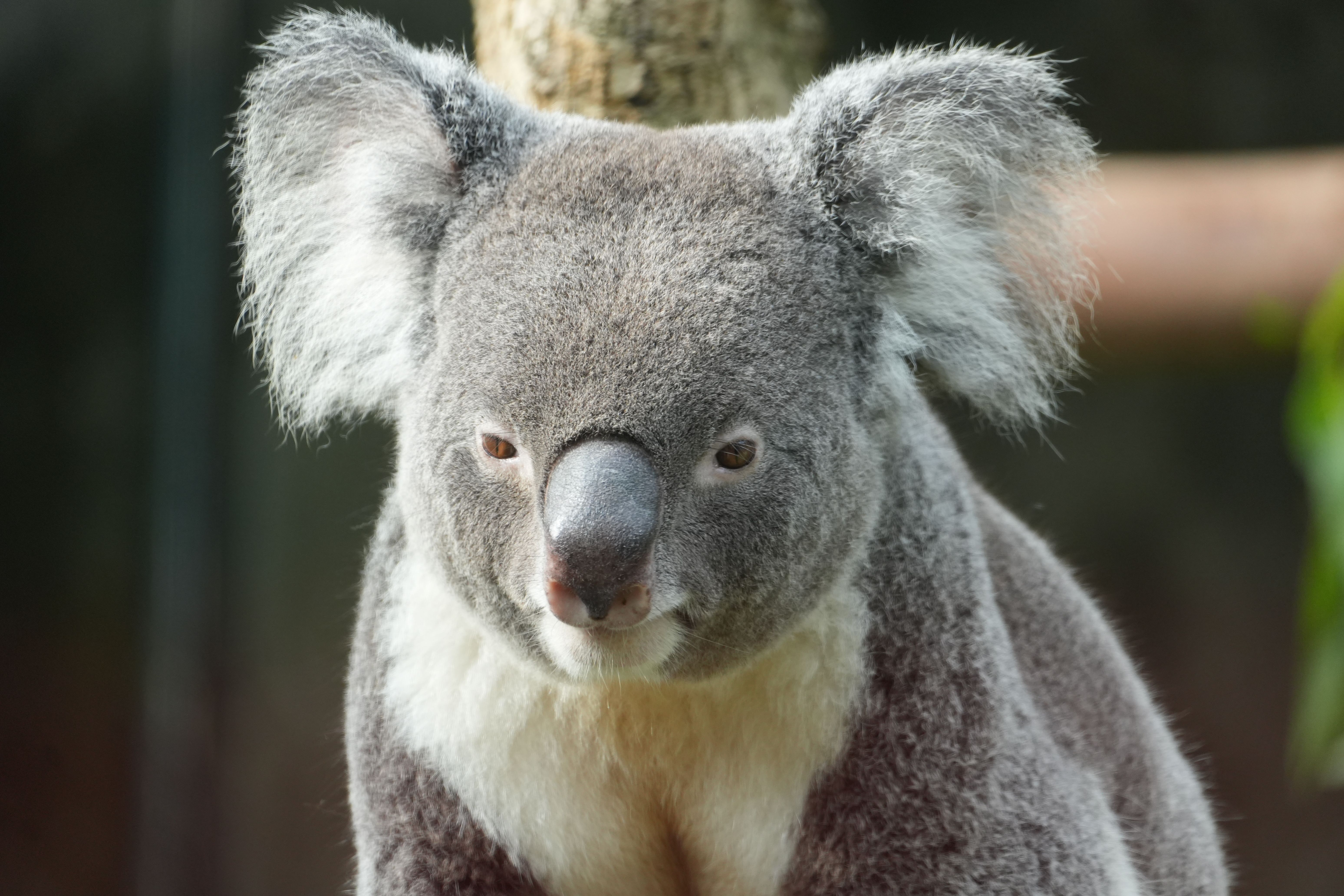 Close-up Portrait of a Koala Bear · Free Stock Photo