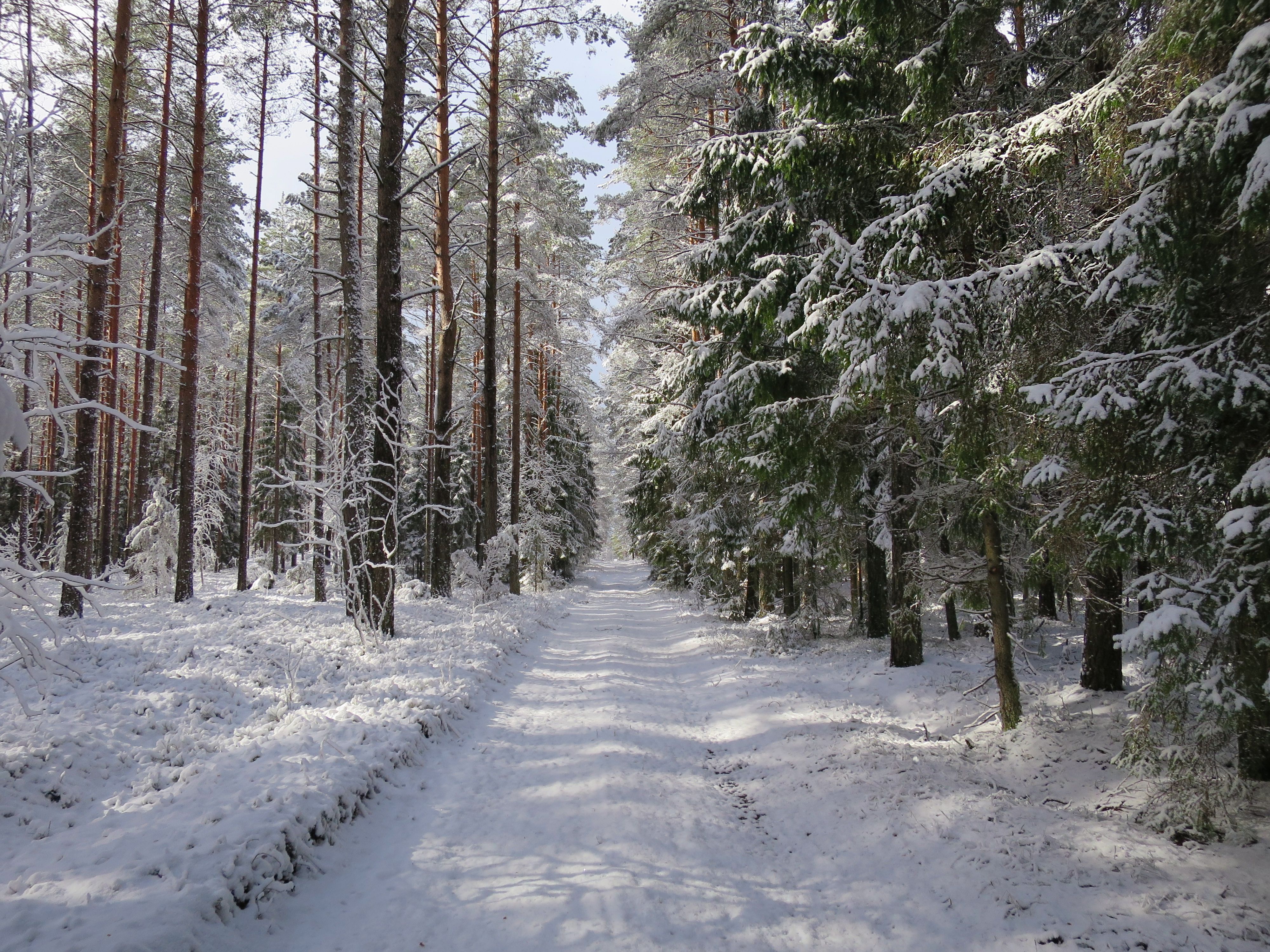 Tranquil Forest Path Covered in Snow · Free Stock Photo