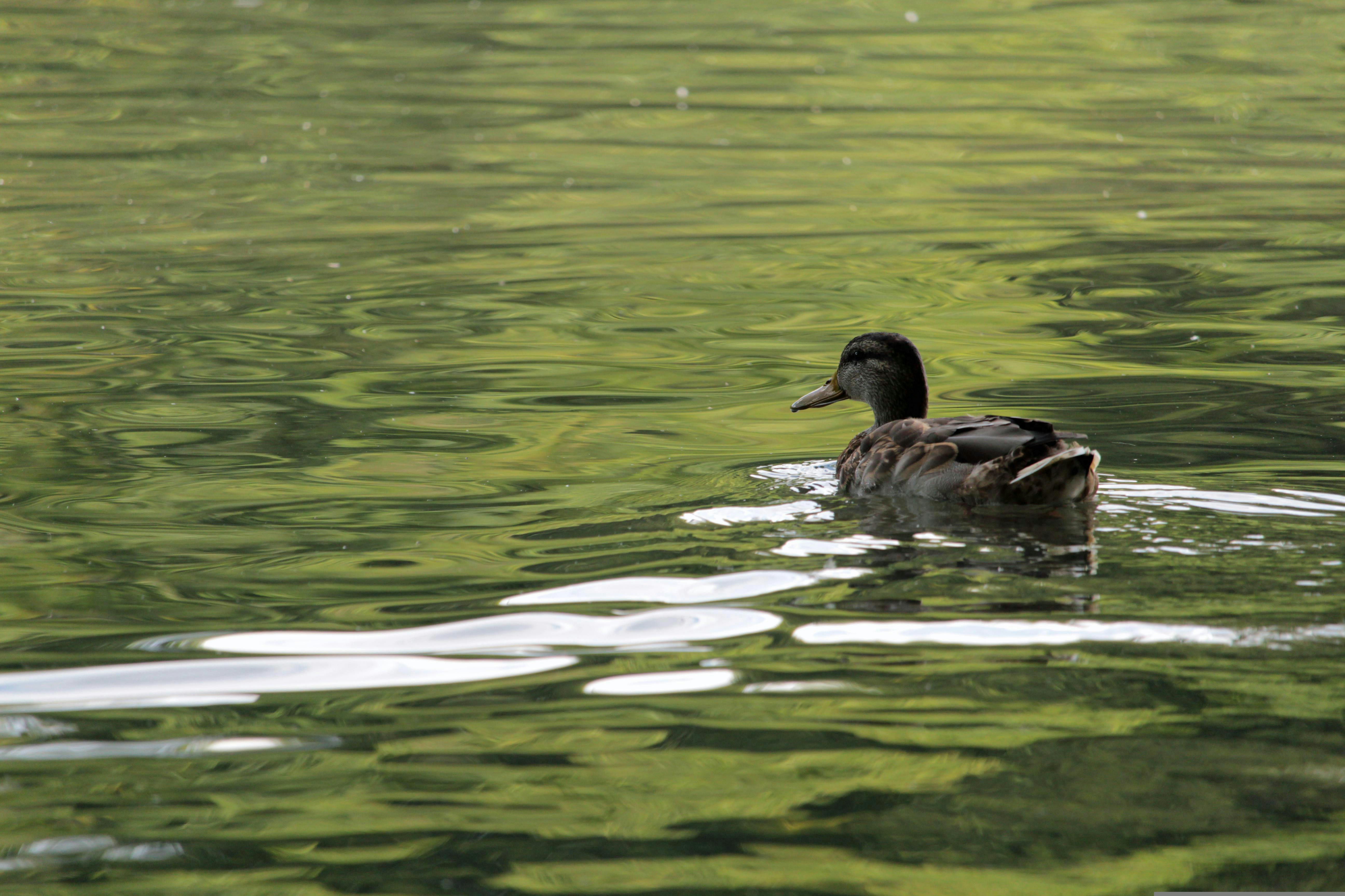A lone duck gracefully swims across a tranquil, reflective lake surface.