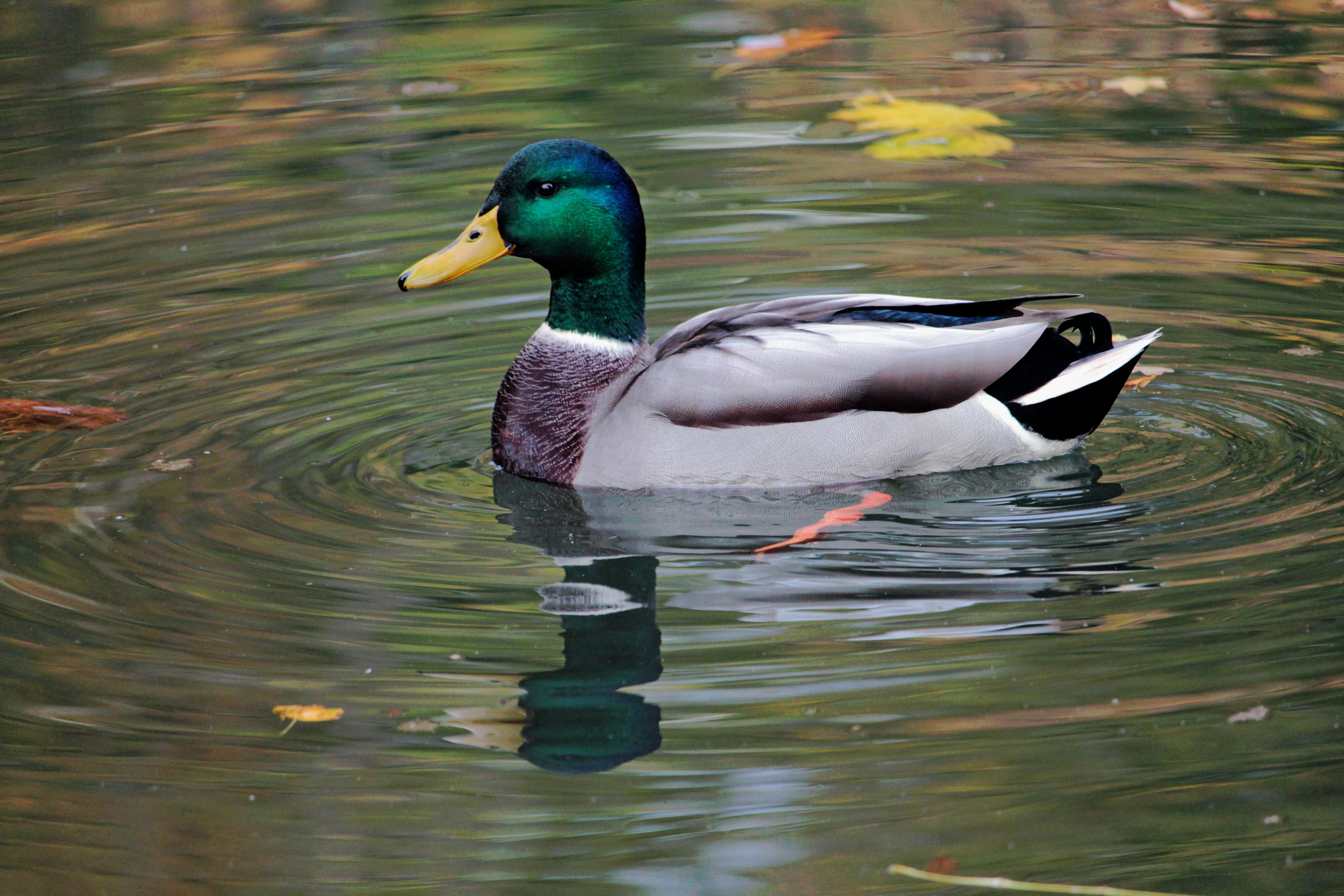 2012 Review of Drake Software — Drake Tax — Photo by Birgit Böllinger on Pexels