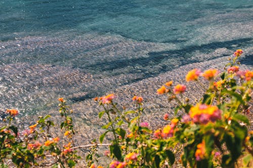 Free stock photo of beautiful view, flowers, sea