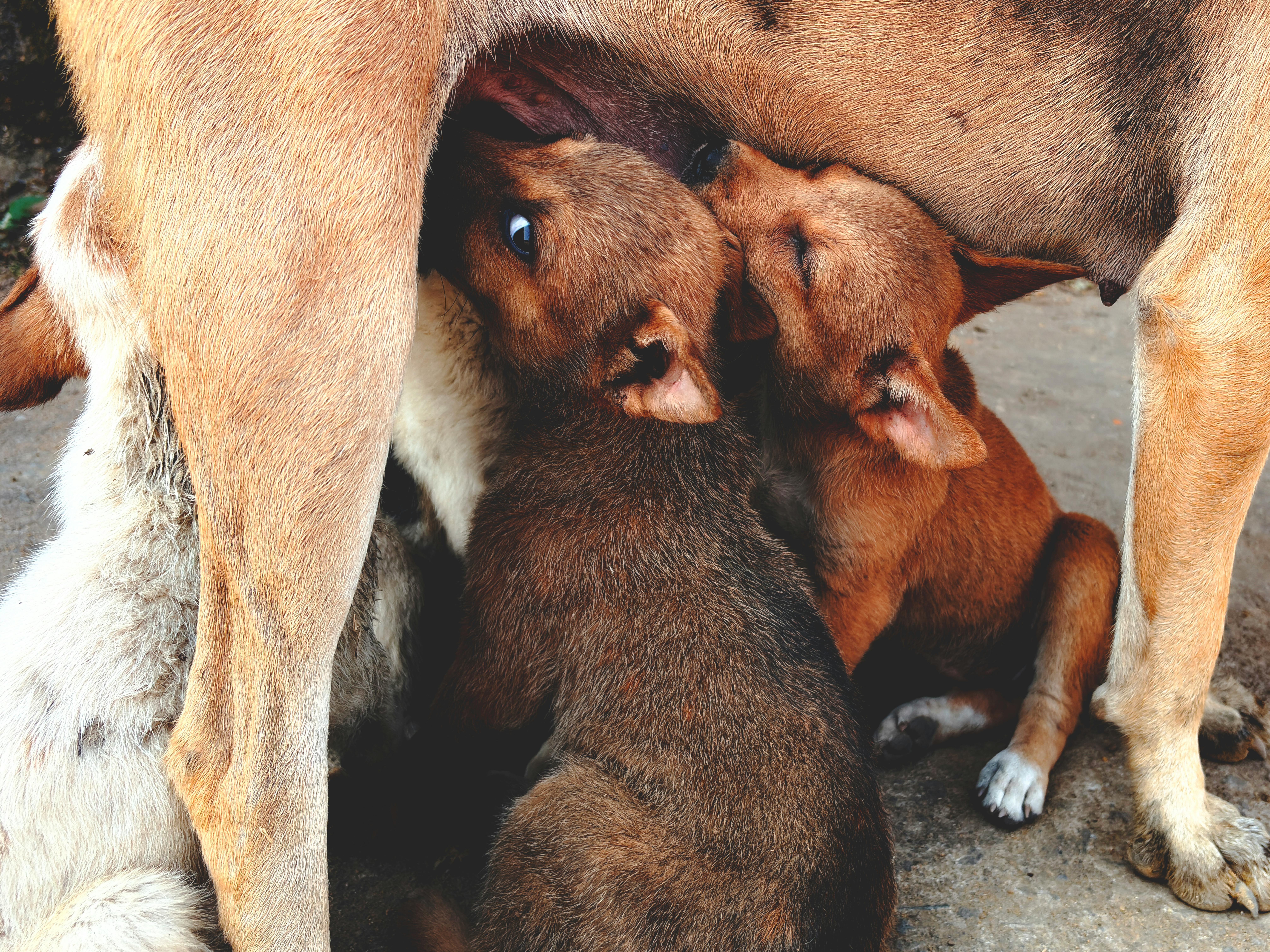 Adorable puppies feeding from their mother dog outdoors in Sundargarh, India.