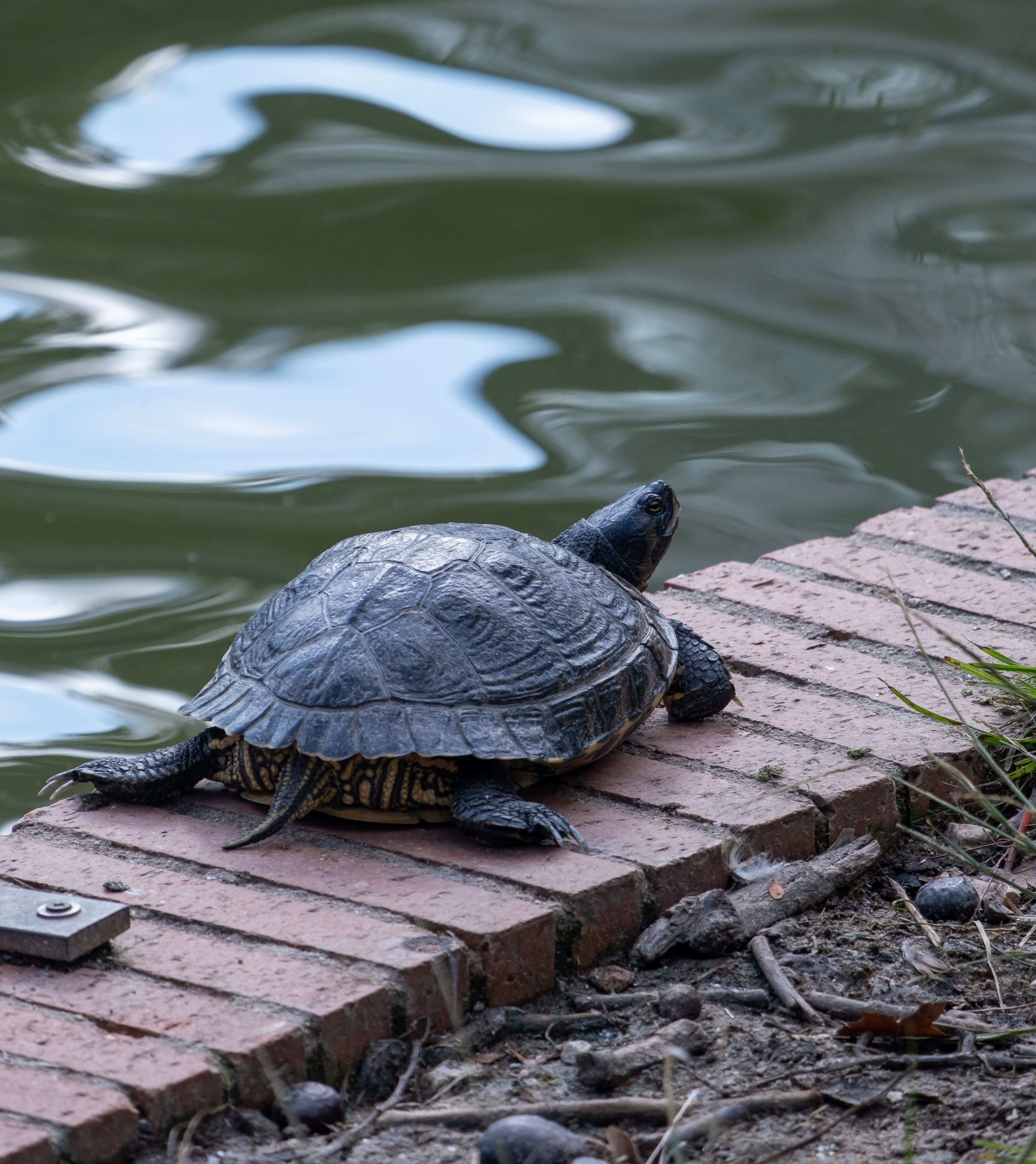 Turtle Relaxing by a Tranquil Pond · Free Stock Photo