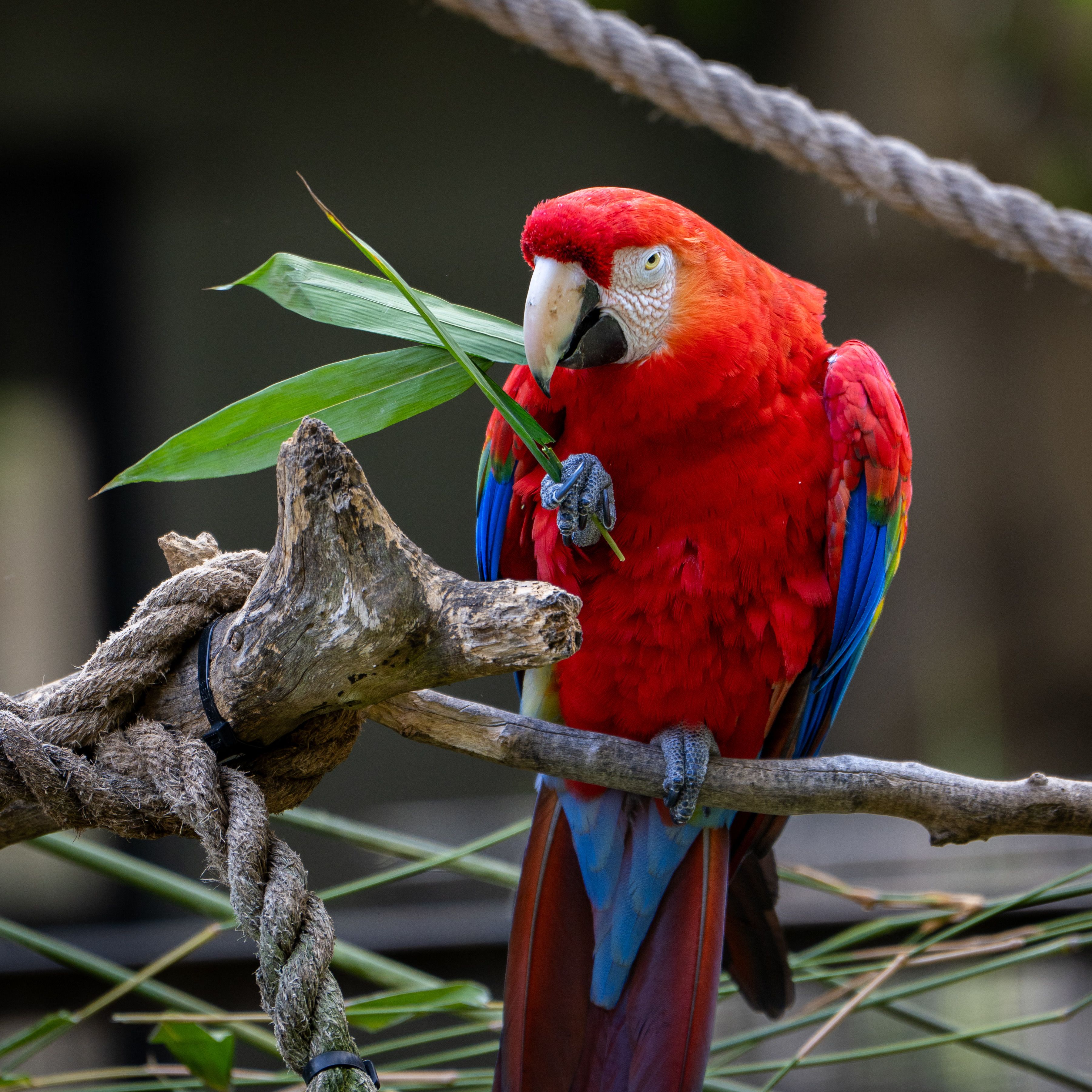 Macaw Royal Nut Blend