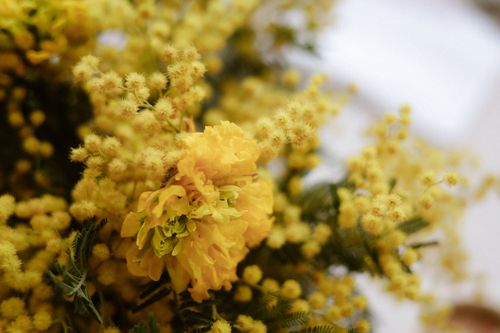 Free Close-up of vibrant yellow acacia mimosa flowers with soft focus background. Stock Photo