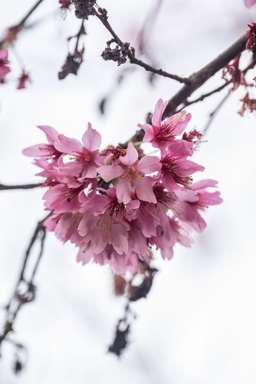 Free Beautiful pink cherry blossoms in full bloom on a branch against a white background. Stock Photo