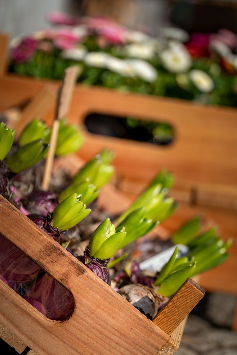 Dahlia Flower — Learn How To Plant And Care For Your Dahlias Close-up of flower bulbs sprouting in wooden crates, perfect for spring gardening inspiration