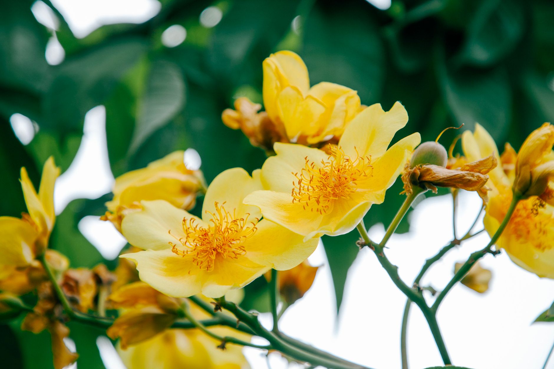 Fleur ylang-ylang