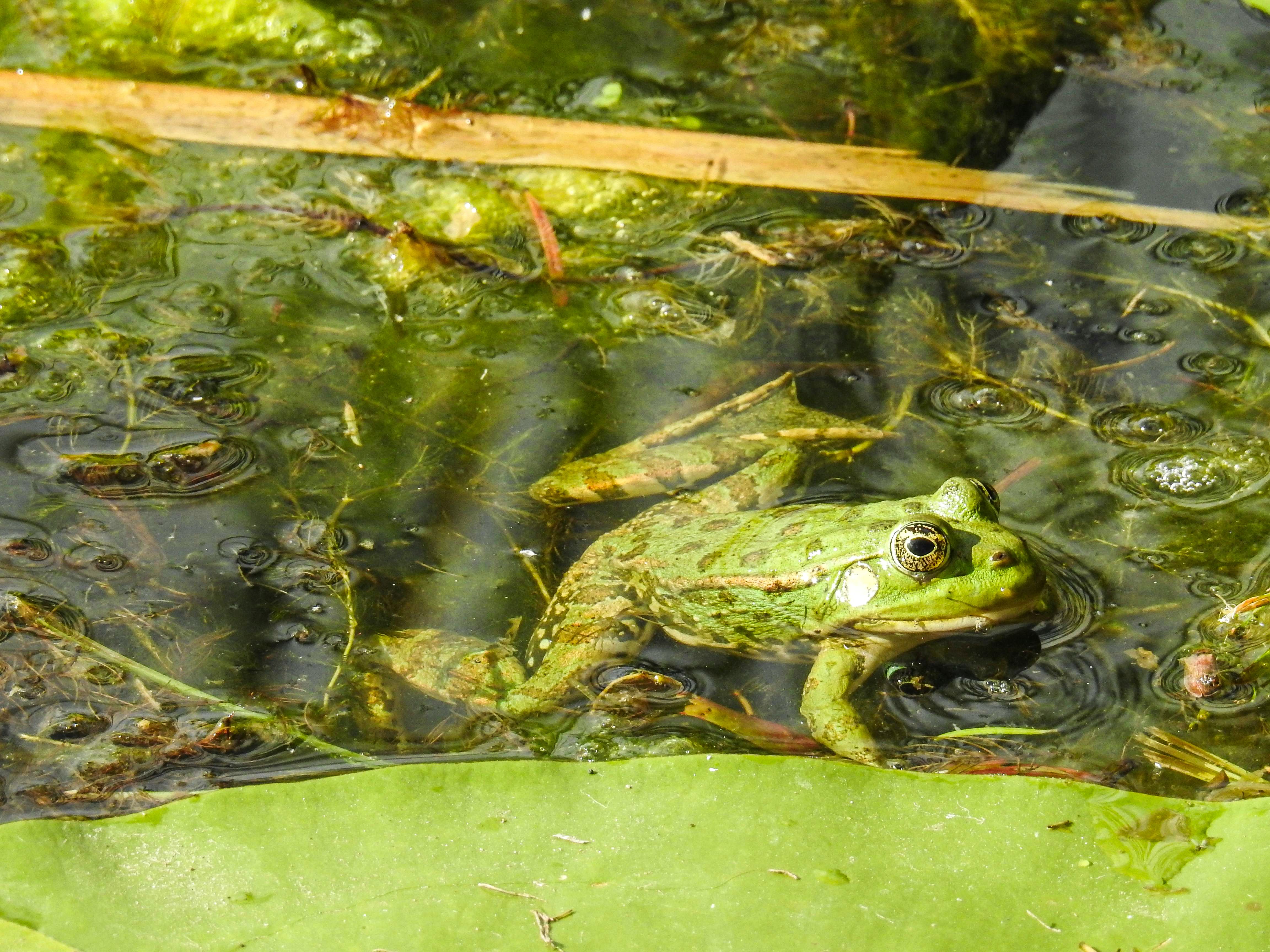 Green Frog in Natural Wetland Habitat · Free Stock Photo