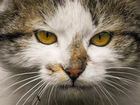 A striking close-up of a domestic cat's face, highlighting its vivid yellow eyes and detailed fur.