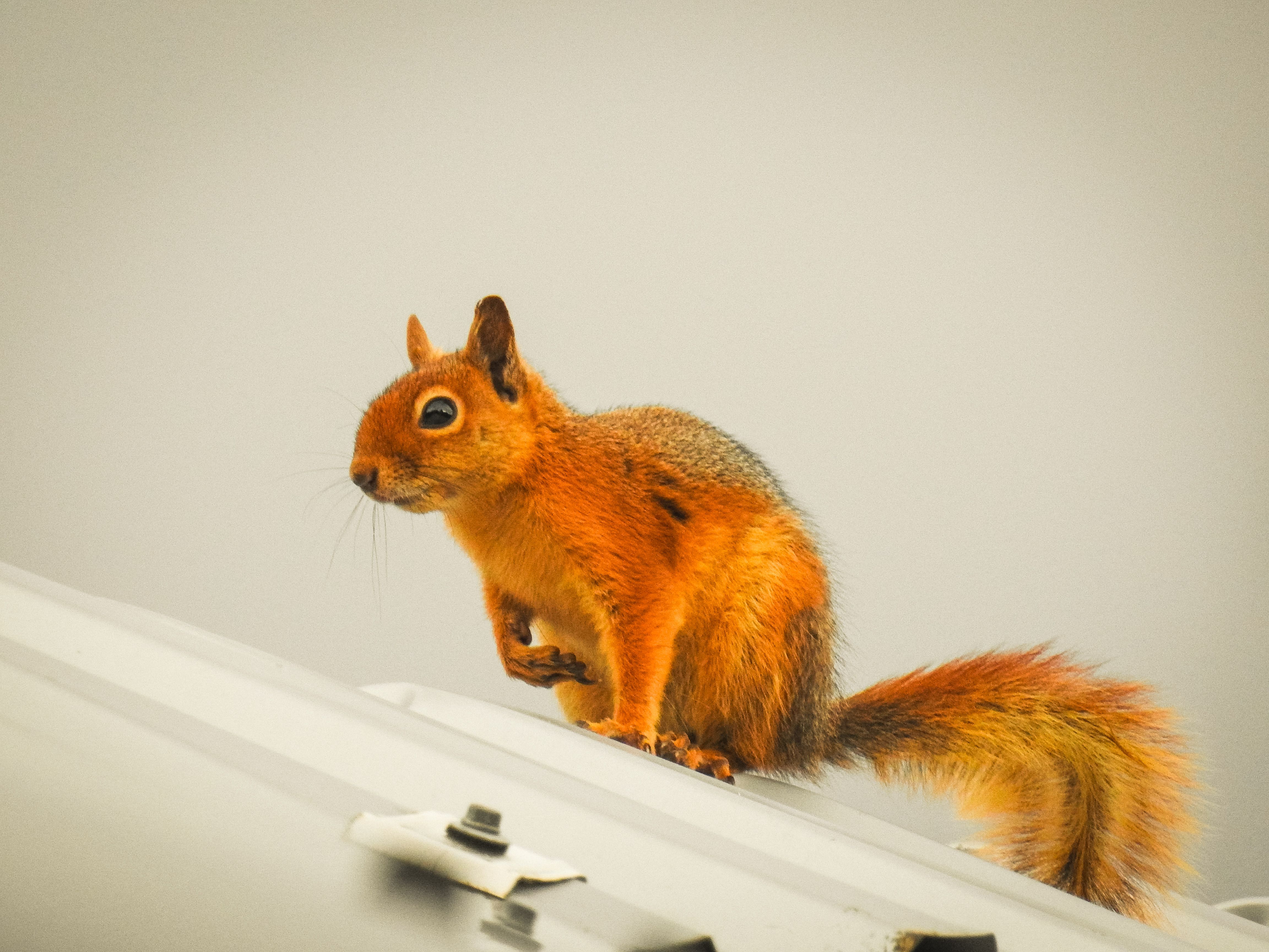 Close-up of Fox Squirrel on Urban Roof · Free Stock Photo