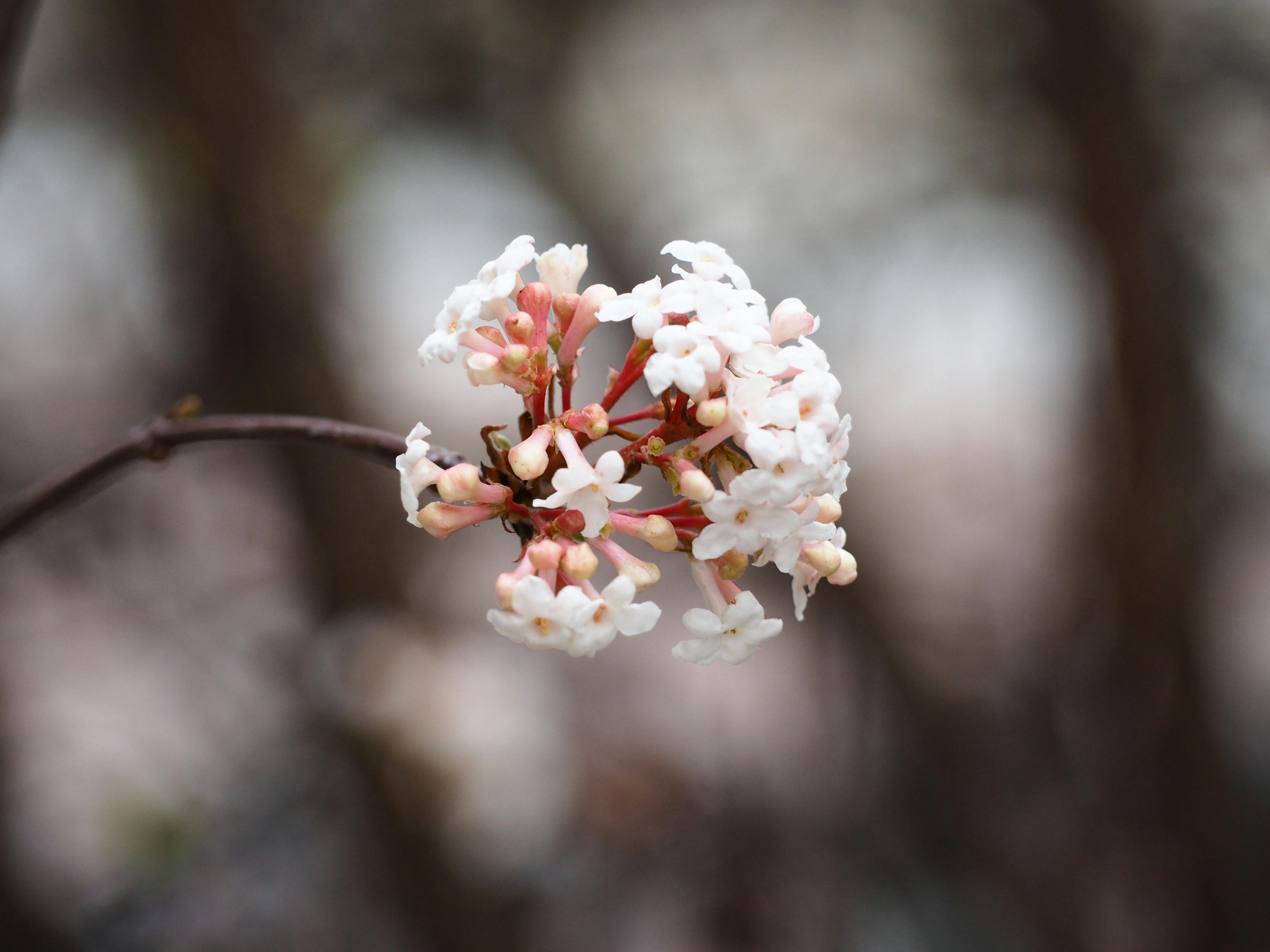 [ColoSach]-detailed-shot-of-viburnum-tinus-flowers-in-bloom,-highlighting-delicate-white-and-pink-petals.