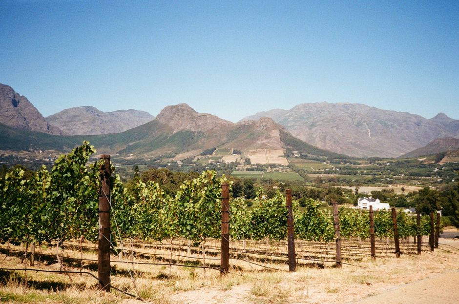 Fokváros legjobb borútjai és Boulders Beach pingvinjei – Franschhoek wine valley Cape Town