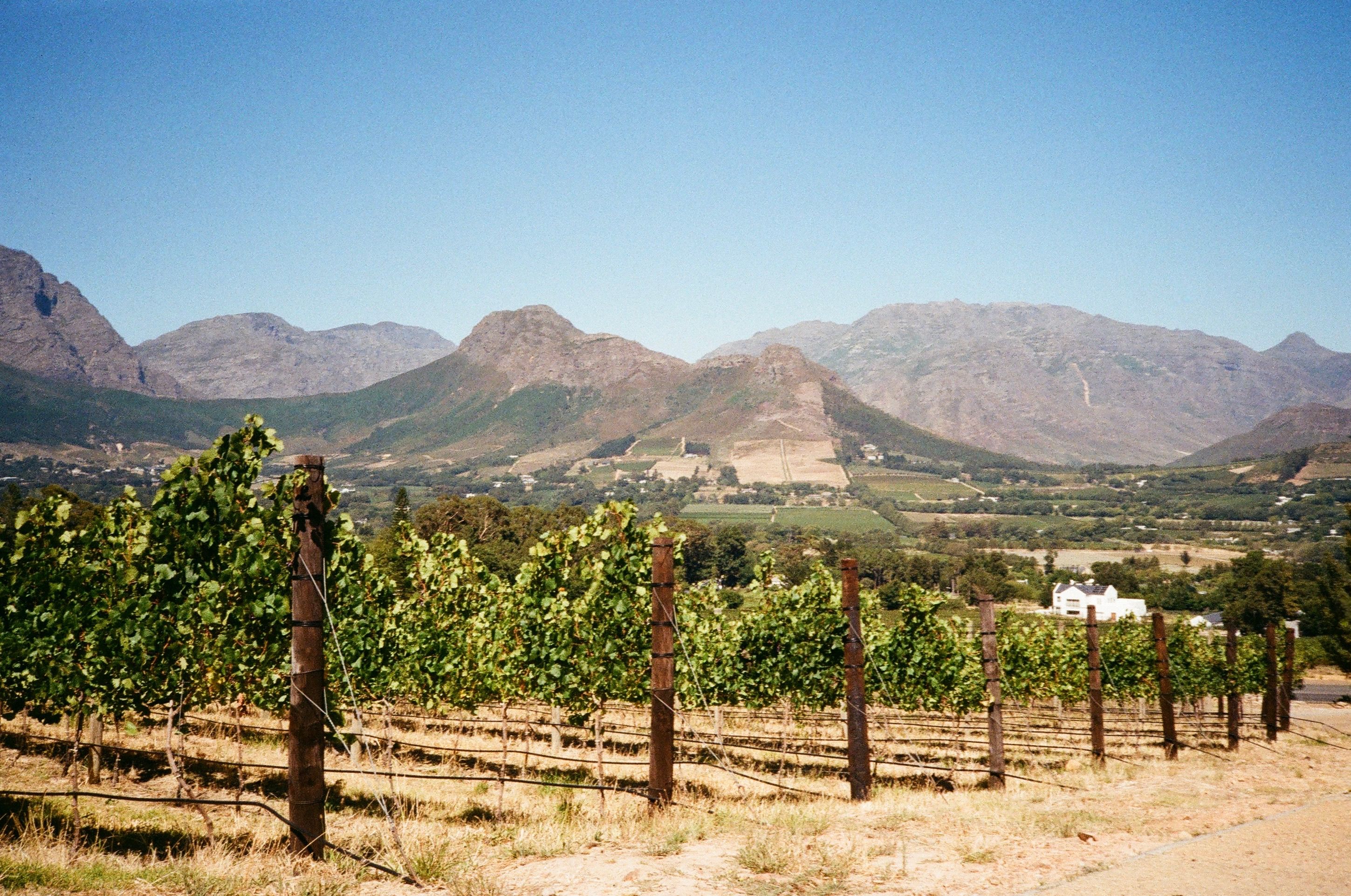 Viñedo Franschhoek Con Majestuosas Vistas A Las Montañas · Foto de ...