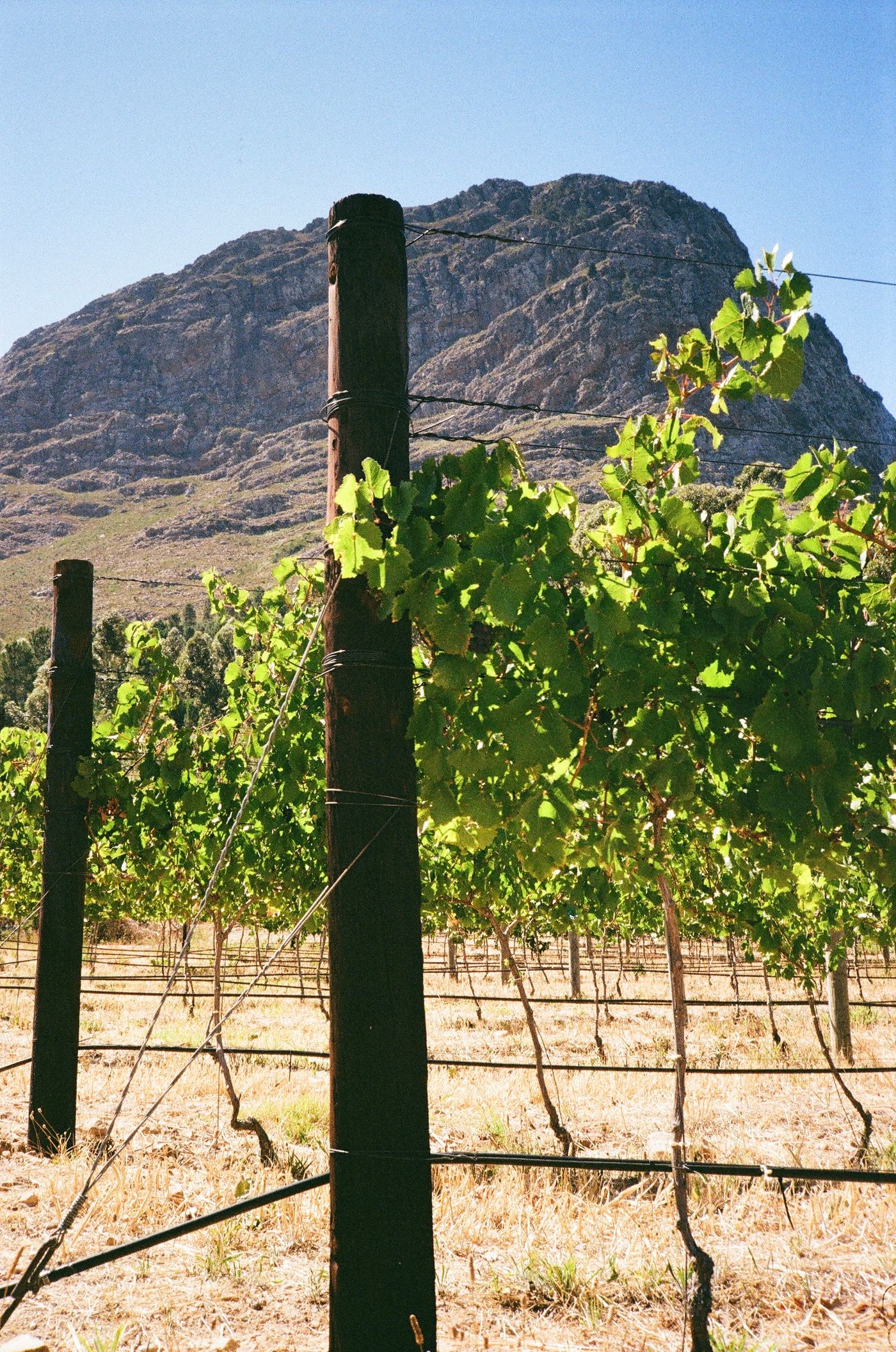 Vineyard rows below mountains at Franschhoek in the Western Cape, South Africa