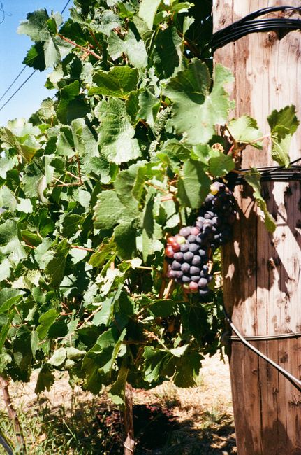Close-up of ripe grapes on a sunny vineyard in Franschhoek, South Africa.