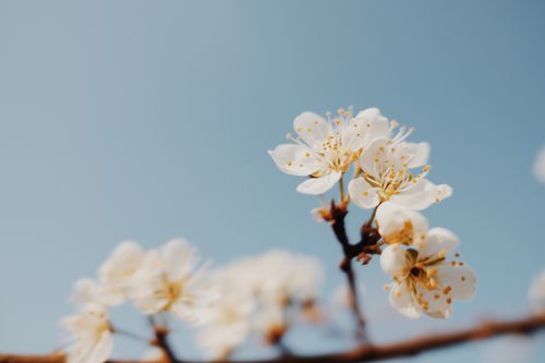 Free Beautiful white cherry blossoms in focus with a clear blue sky backdrop signifying spring. Stock Photo