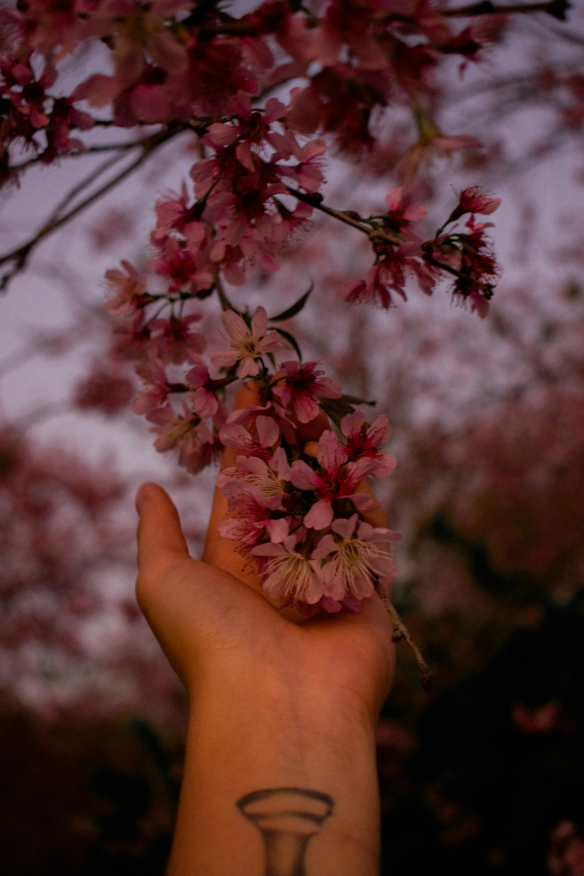 黄昏时分，一只手轻轻握住了鲜艳的樱花