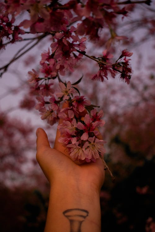 Free Branch of Pink Flowers Stock Photo