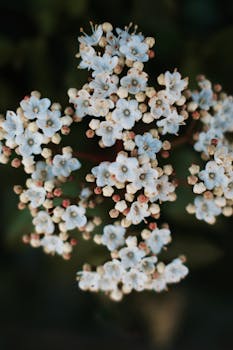 Detailed view of white flowers showcasing natural beauty in bloom, perfect for nature themes.