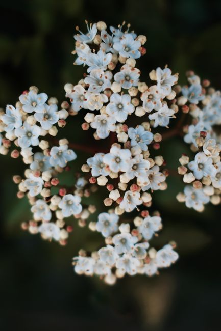 Detailed view of white flowers showcasing natural beauty in bloom, perfect for nature themes.