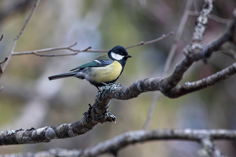 Great Tit (Parus major) perched on a branch in its natural habitat.