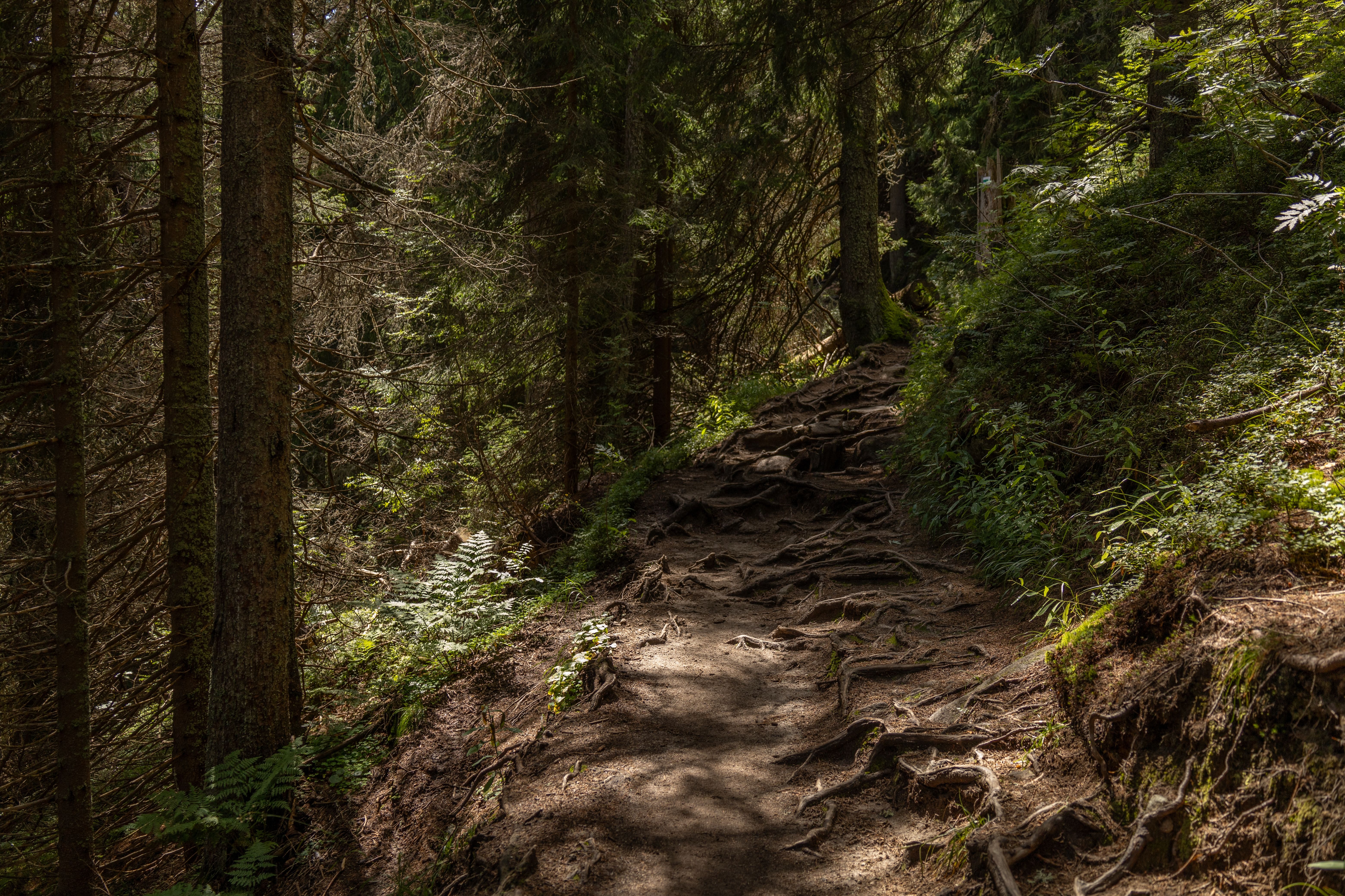 Mystischer Waldweg mit Sonnenstrahlen durch Baumkronen