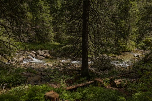 Peaceful forest scene with a flowing stream and lush greenery under warm sunlight.
