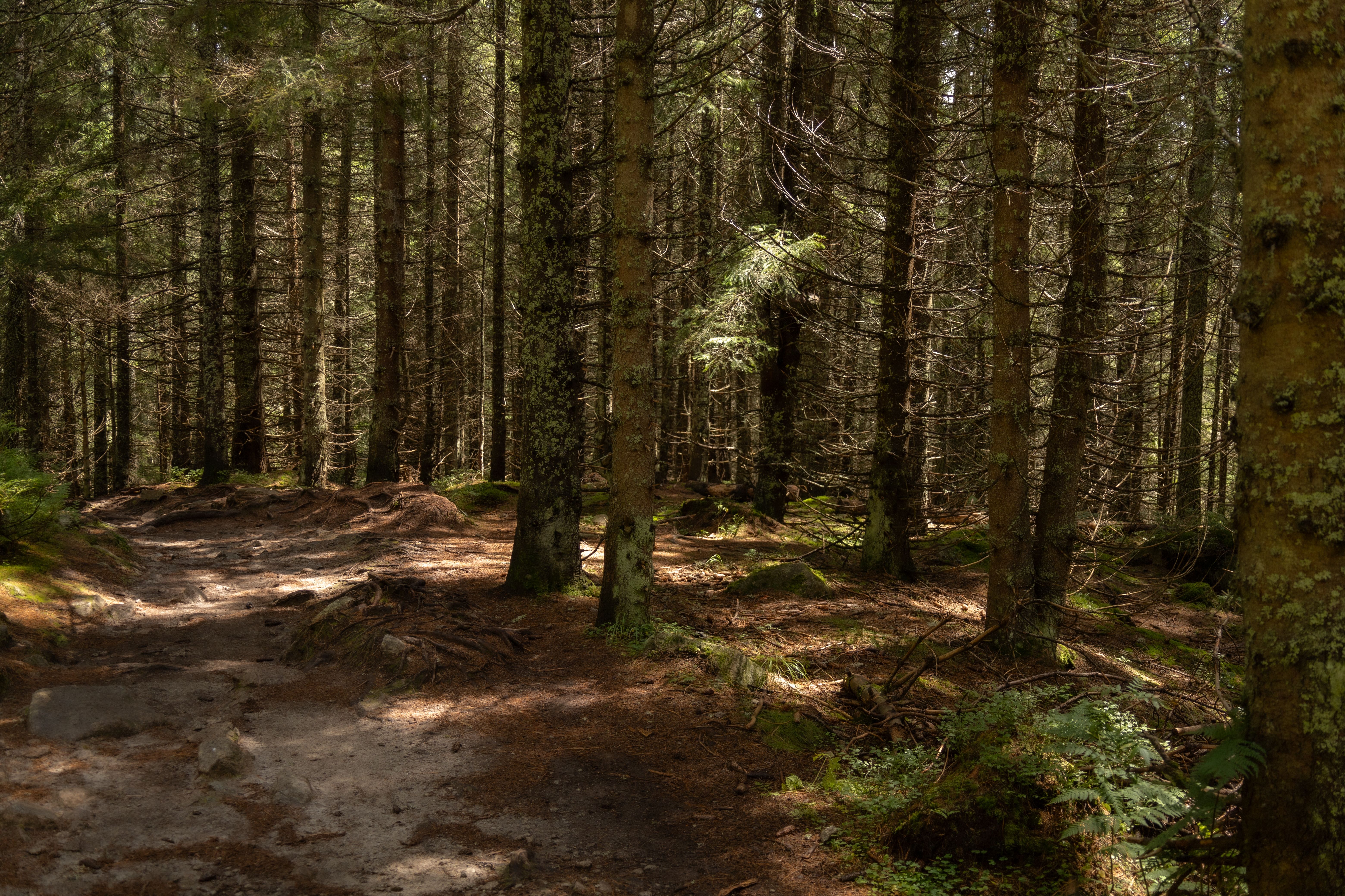 Serene Forest Pathway in Sunlit Woods · Free Stock Photo