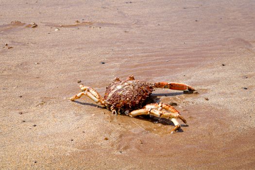 A detailed view of a crab walking on the sandy shore under the sun.