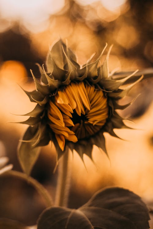 Fotografía En Primer Plano De Girasol