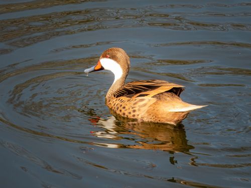 Free A serene image of a duck gliding gracefully on sunlit, rippling water. Stock Photo