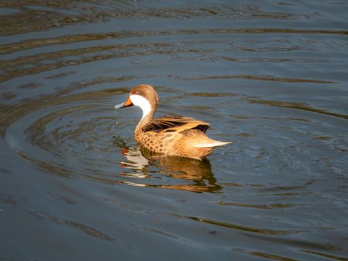 Free A serene white-cheeked pintail duck swimming gracefully on calm dark waters. Stock Photo