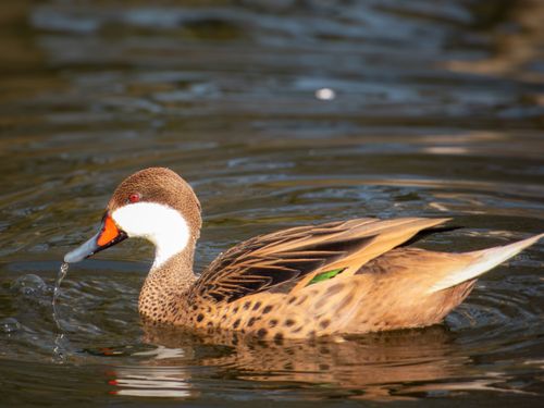 Free A close-up view of a White-cheeked Pintail duck swimming peacefully in a pond. Stock Photo