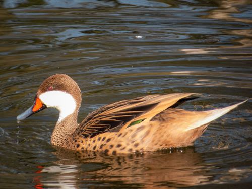 Free A captivating image of a cinnamon teal duck gliding through a serene, sunlit lake. Stock Photo