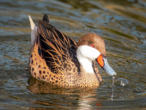 Free A close-up of a red-billed duck swimming in a lake, capturing water droplets. Stock Photo