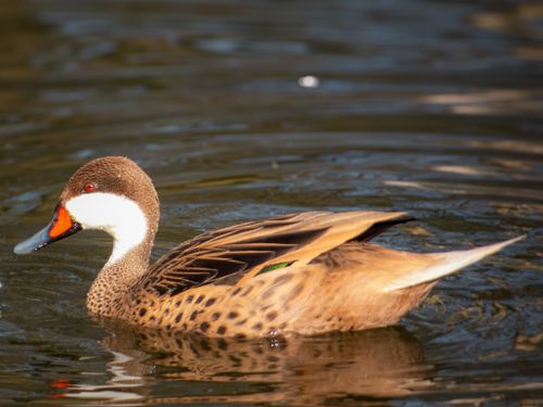 Free White-cheeked pintail duck swimming gracefully in a calm pond. Stock Photo