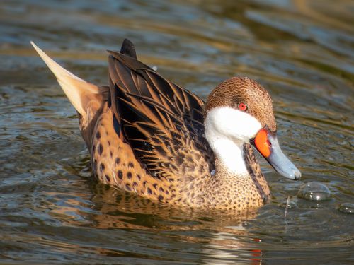 Free Vibrant red-billed teal duck swimming on a tranquil pond. Stock Photo