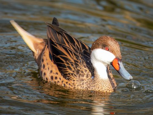 Free Detailed image of a red-billed duck gracefully swimming in clear pond water. Stock Photo