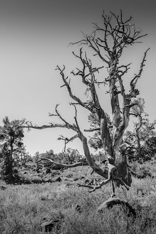 Monochrome Photo of Bare Tree