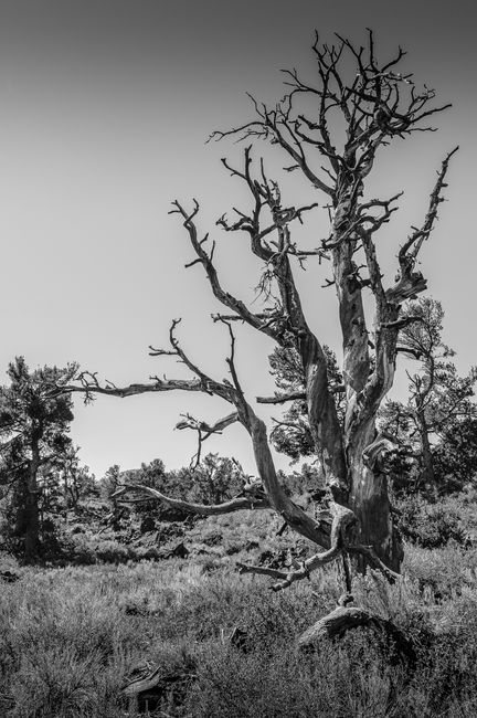A striking black and white image of a bare withered tree in a serene rural setting.