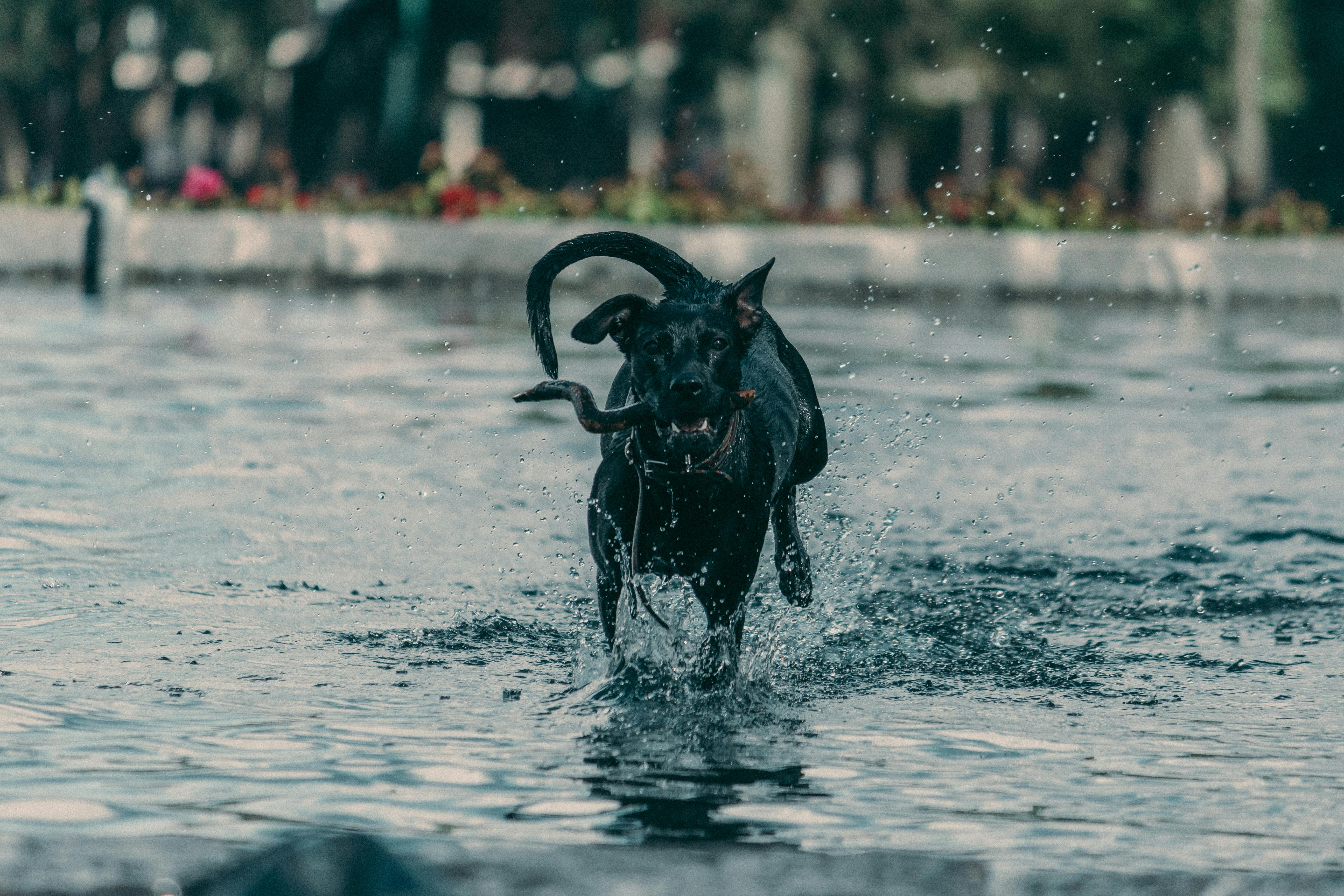 A lively black dog runs through water in a vibrant city park, creating splashes.