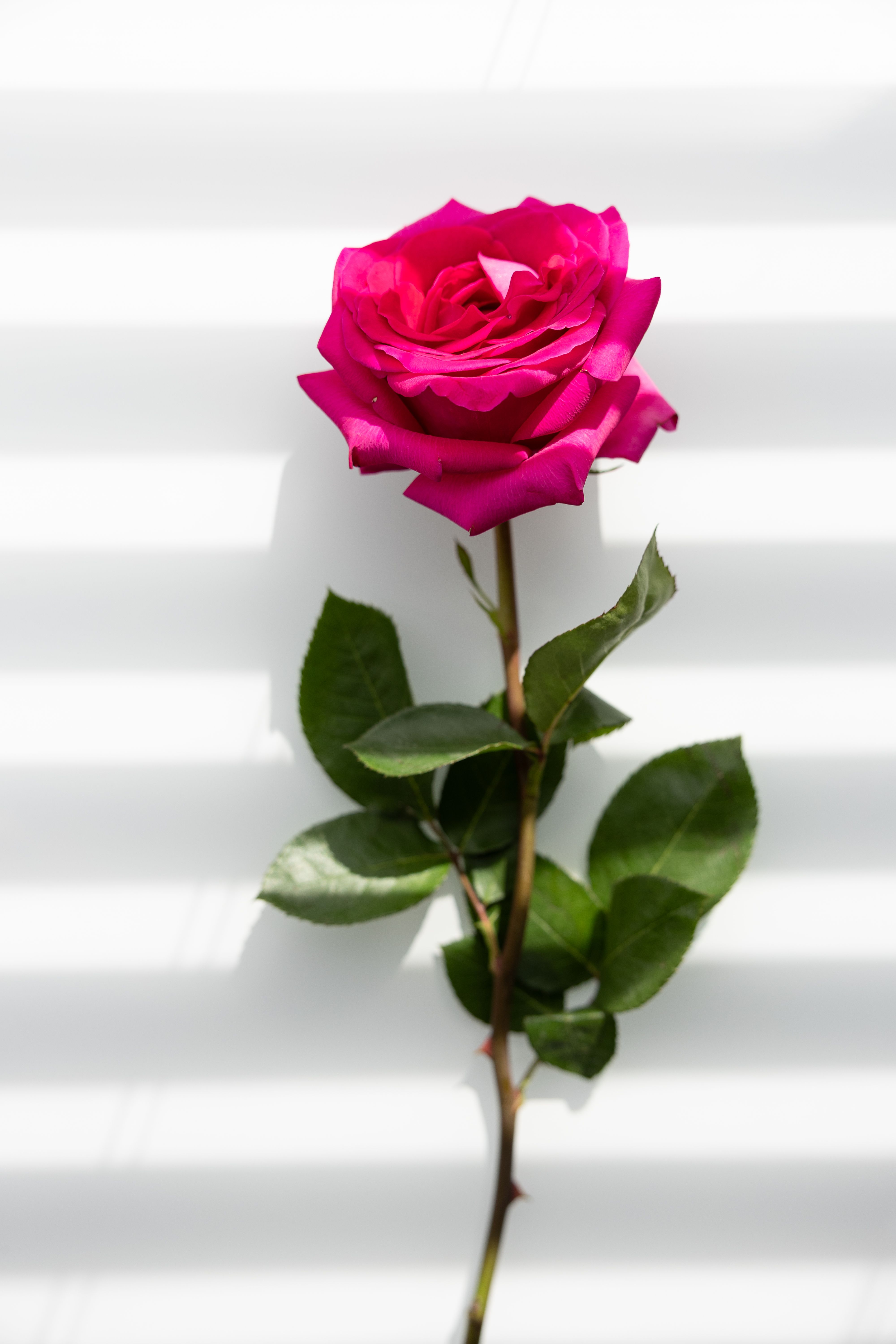 De franc Una rosa rosa impressionant amb fulles, projectant ombres suaus sobre un fons blanc, desprèn bellesa i elegància. Foto d'estoc